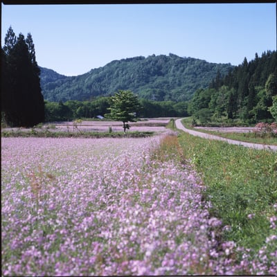 アザキ大根