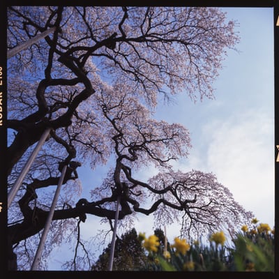 外大野のしだれ桜