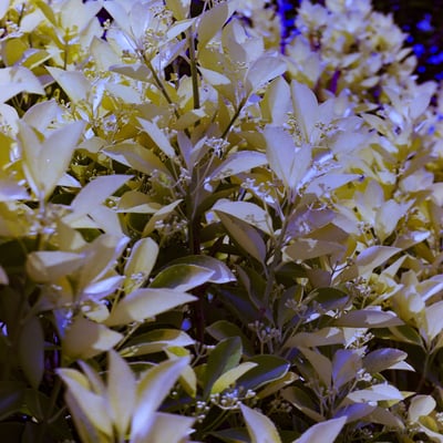 芽吹き