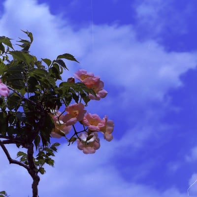 梅雨明け