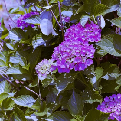 早めの紫陽花