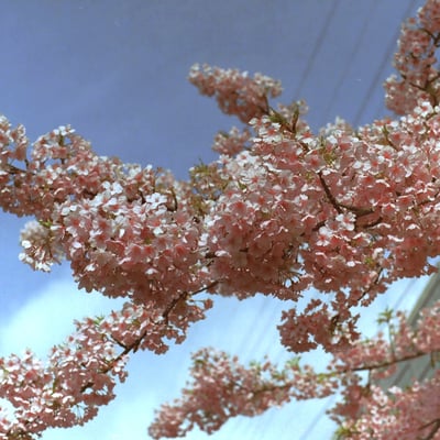 河津桜
