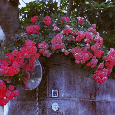 極彩色の薔薇