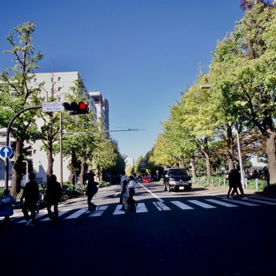 山下公園いちょう並木