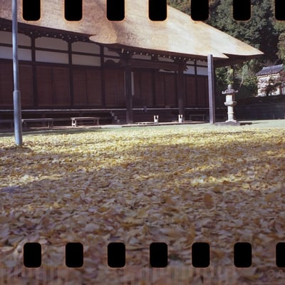 パノラマ写真で黄葉