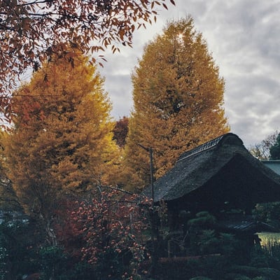 横浜 秋 お寺散策