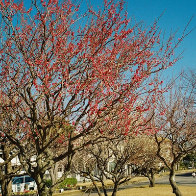 紅梅