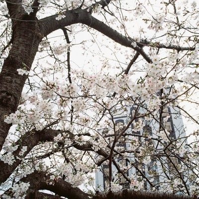 大岡川の桜
