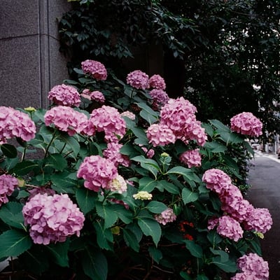 横浜裏通りの紫陽花通り？