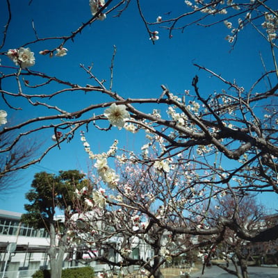 桜より梅派