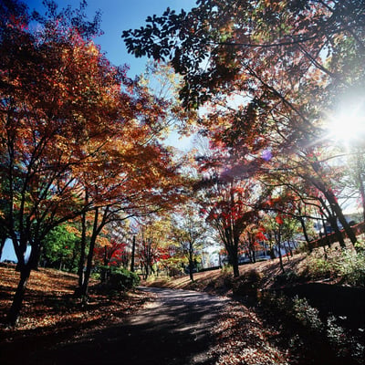 紅葉散策