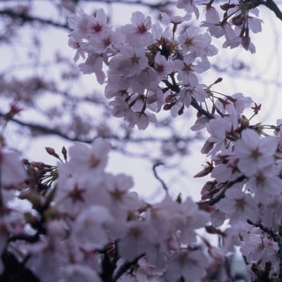 市ヶ谷の桜