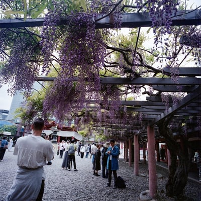 春の日吉神社