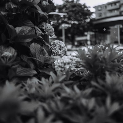 花のいろは・・・