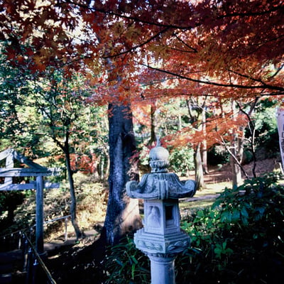 もみじ巡り