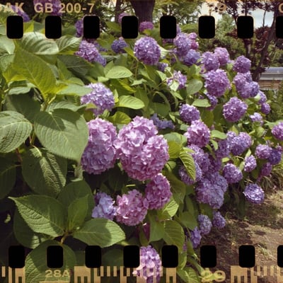紫陽花
