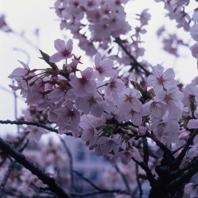 市ヶ谷、外堀、桜