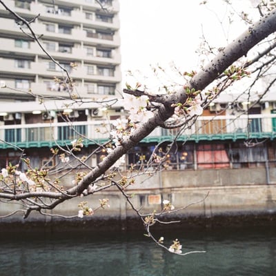 ハーモニカ横丁向い