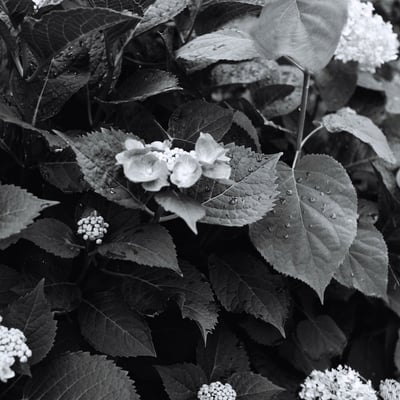 紫陽花でもあり、雨の雫も