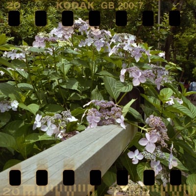 紫陽花