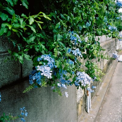 庭先の花
