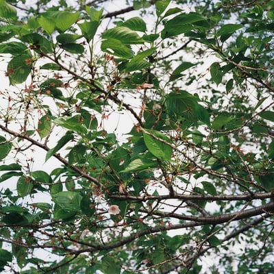 葉桜