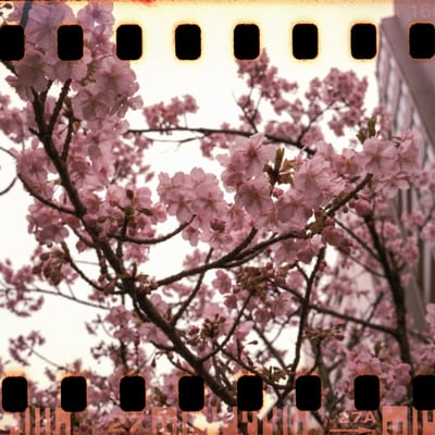 河津桜