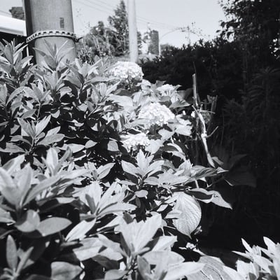 ご近所紫陽花