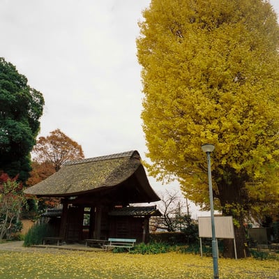 横浜 秋 散策