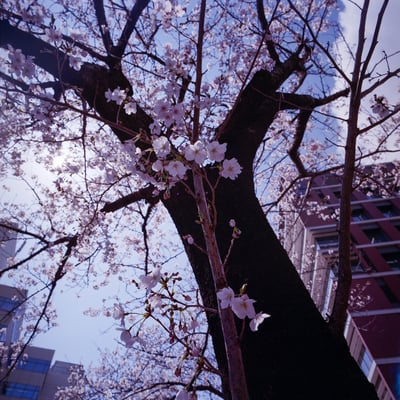 新田間川の桜