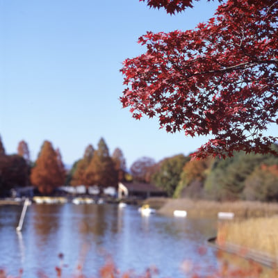 紅葉1