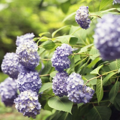 紫陽花