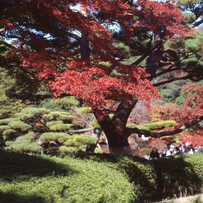 紅葉2