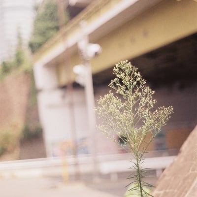 池尻の花