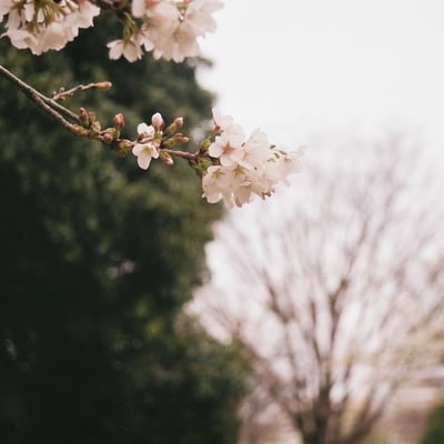 色褪