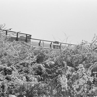 積雪のように