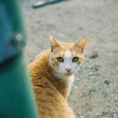 街猫
