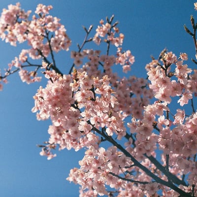Cherry blossoms
