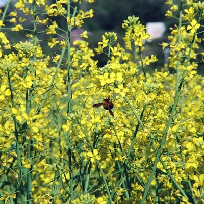 菜の花に蜂