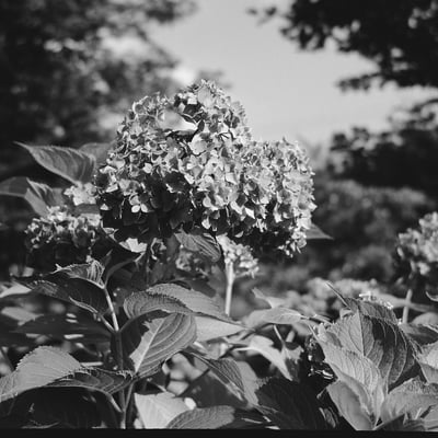 紫陽花