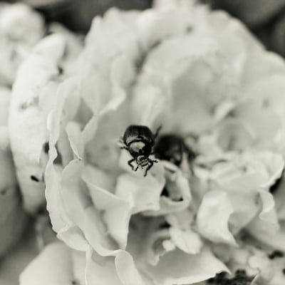 Bug