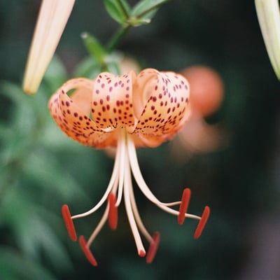 百合