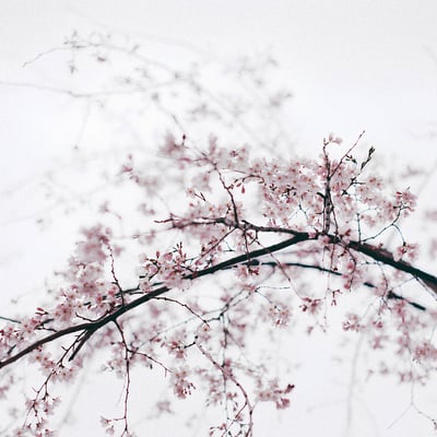 桜ほうさら