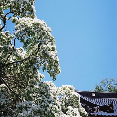 深大寺・なんじゃもんじゃの木