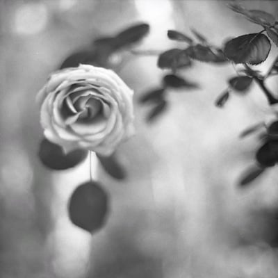 いつかの薔薇。