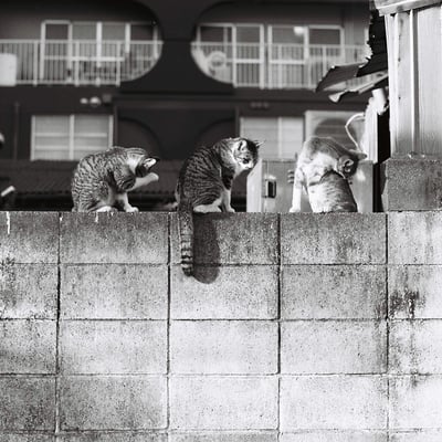 ねこ。