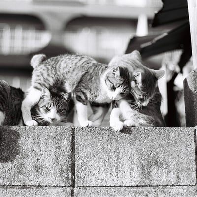 からまるねこ。