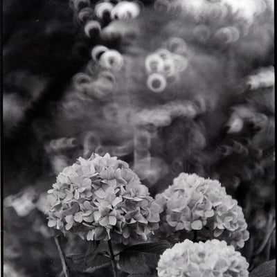 thambar90mmf2.2で紫陽花