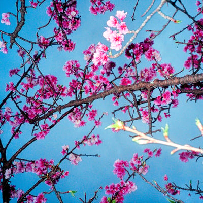 寒緋桜