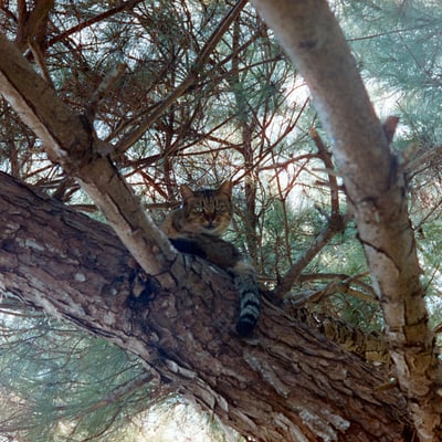 木登り地域猫